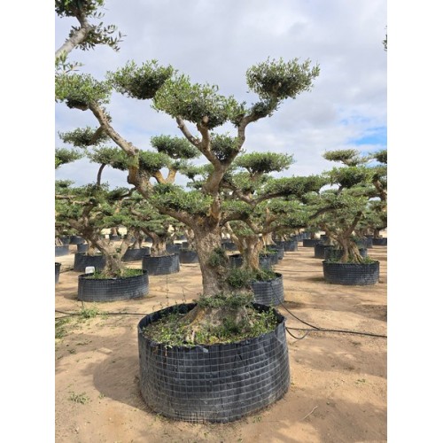 Olea plato Zaragoza tronco viejo CTM XL